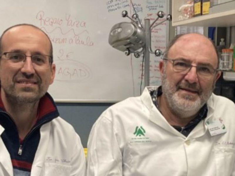 Investigadores del IBiS y CNB demuestran que una vacuna del CSIC contra el covid-19 protege de la infección y el daño cerebral causado por el virus