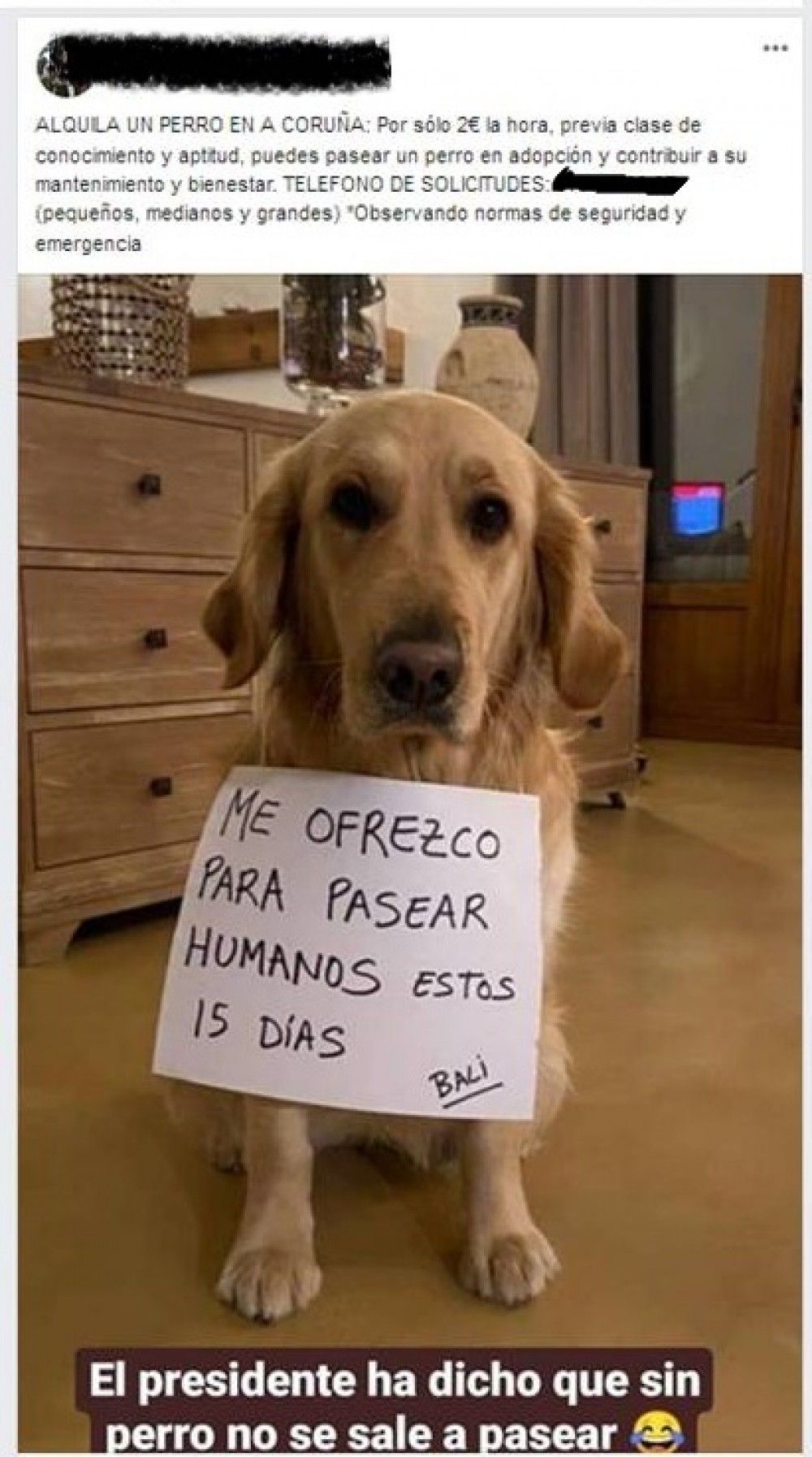Alquilaba a sus perros para sacarlos a pasear durante el estado de alarma