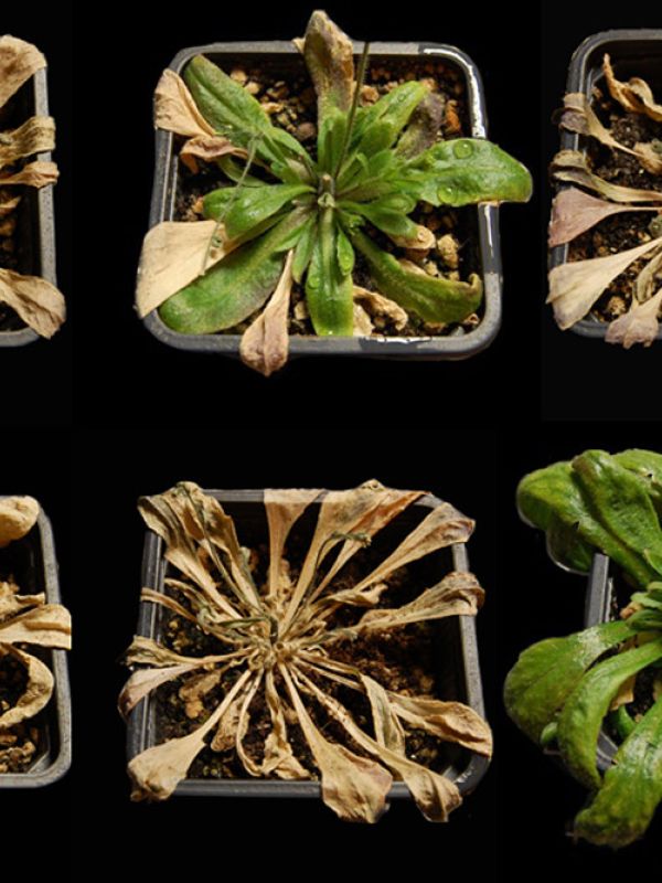 Patentan un método para activar la resistencia a la sequía de las plantas