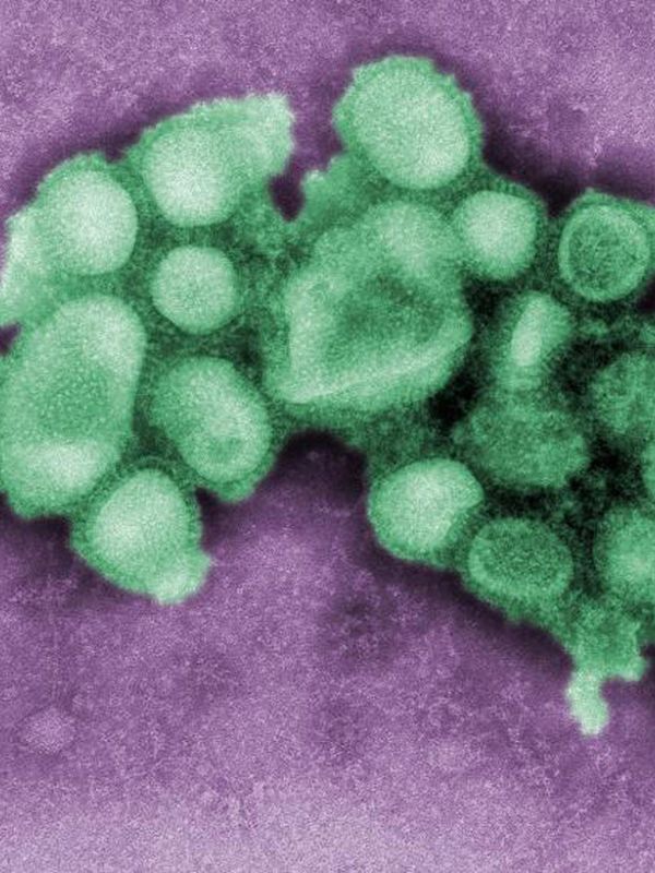 El CSIC participa en la elaboración del nuevo plan de la OMS para hacer frente a futuras pandemias de gripe