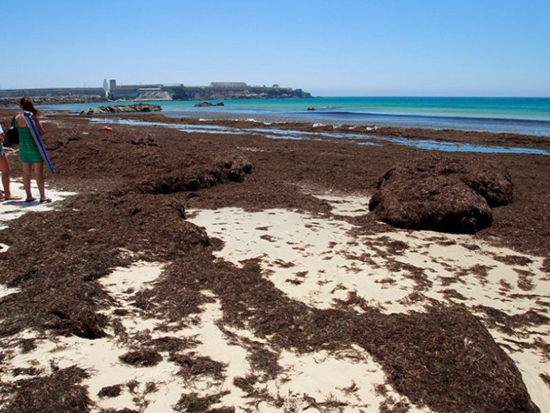 Andalucía reclama al Estado que respalde a los pescadores afectados por el alga asiática