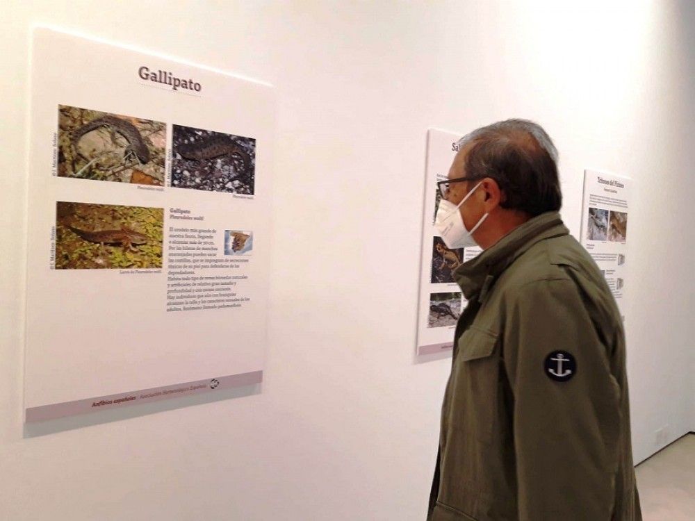 Una exposición permite conocer la variedad y singularidad de los anfibios y alerta sobre su riesgo de desaparición