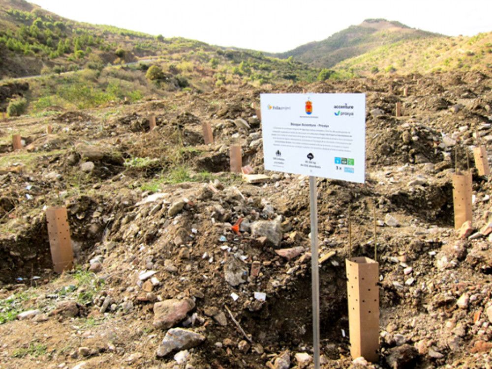 El Banco de Sumideros de Carbono de la Diputación suma 600 árboles tras su segunda plantación