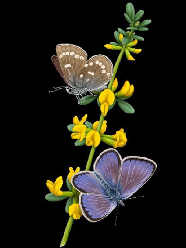 Secuenciado el genoma de la mariposa Xerces Blue, un icono de la extinción causada por los humanos
