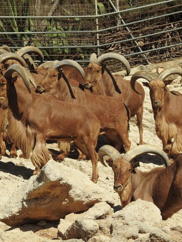 La Finca Experimental La Hoya, un referente mundial en la conservación de ungulados africanos