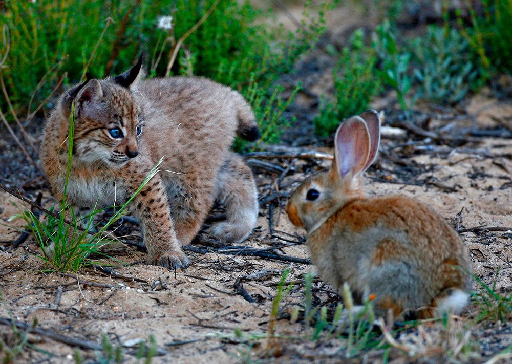 Cabañeros y Quintos de Mora podrían albergar poblaciones de lince ibérico