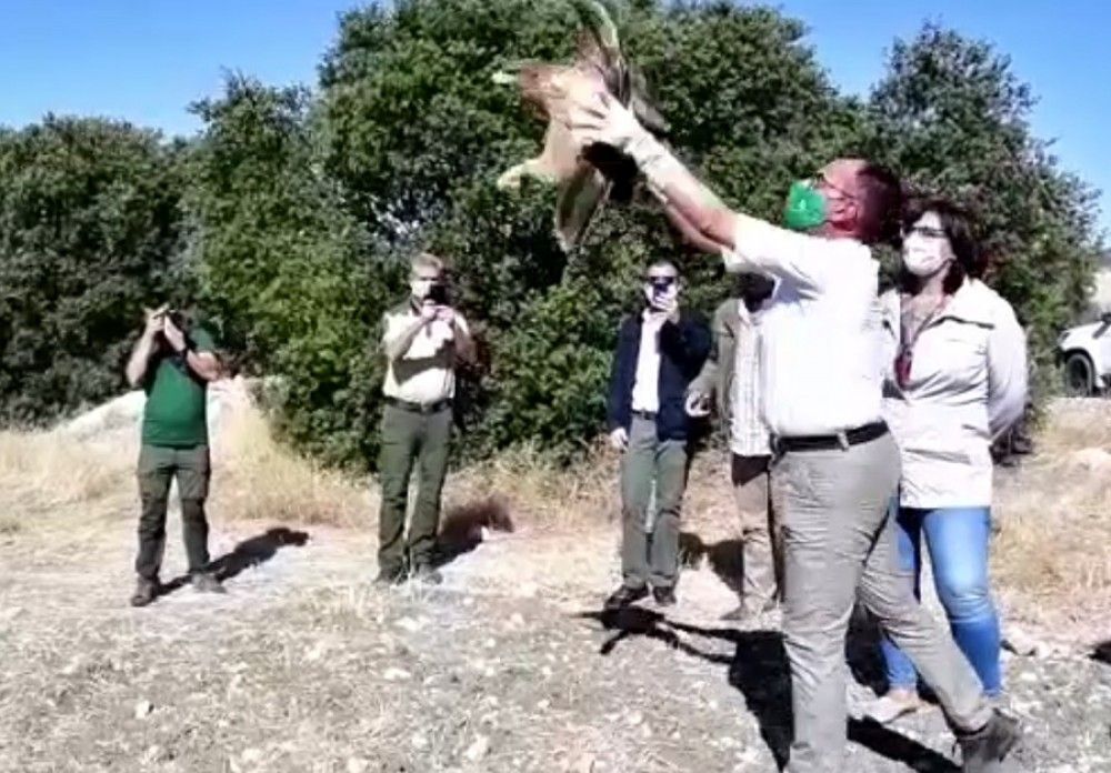 Andalucía marca un registro histórico de águilas imperiales con 123 parejas reproductoras