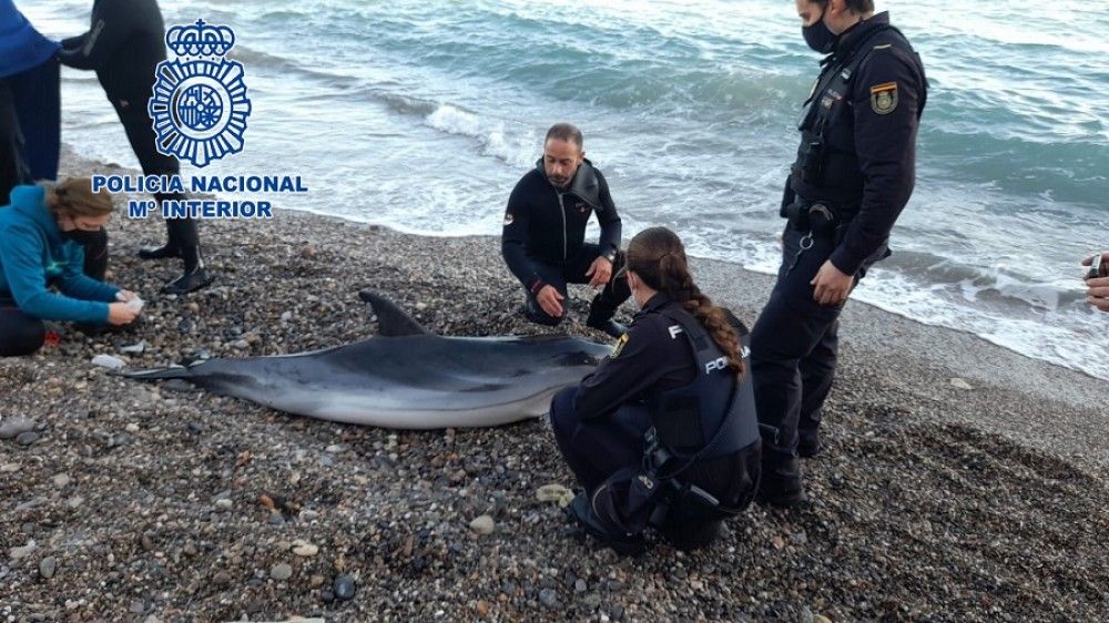 Agentes de la Policía Nacional rescatan un delfín varado en la playa de las Olas de Almería