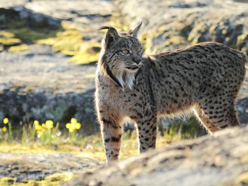 Andalucía es la comunidad con mayor número de linces ibéricos en todo el territorio nacional