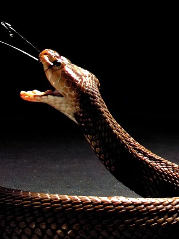 El veneno de las cobras escupidoras evolucionó hacia una función defensiva