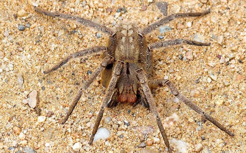 El veneno de araña que provoca necrosis peneana podría funcionar como alternativa a la viagra