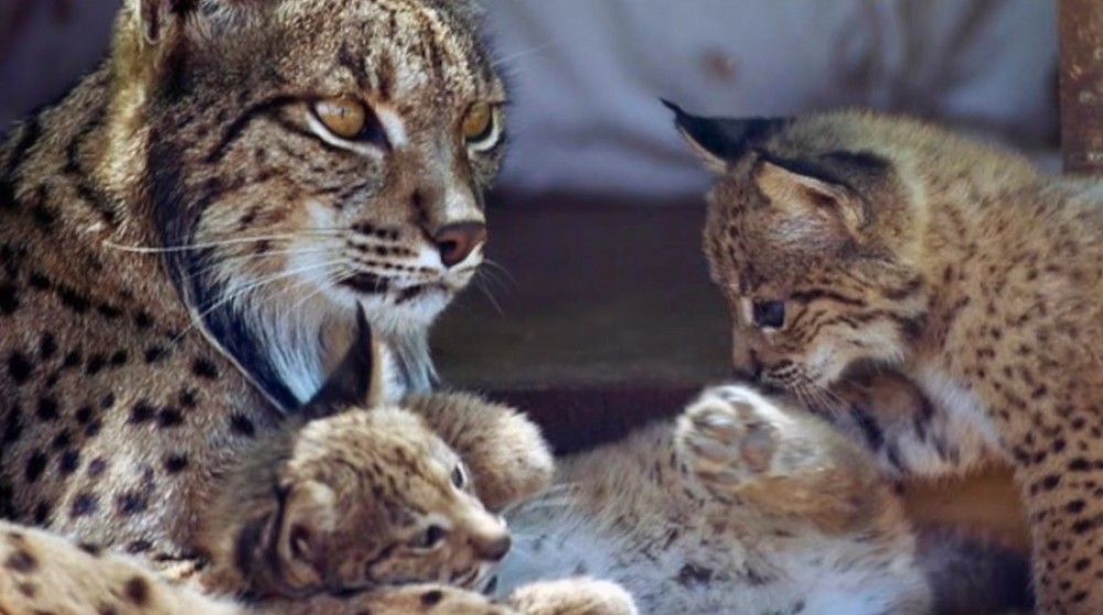 Arranca el nuevo Life Lynxconnect de protección del lince ibérico