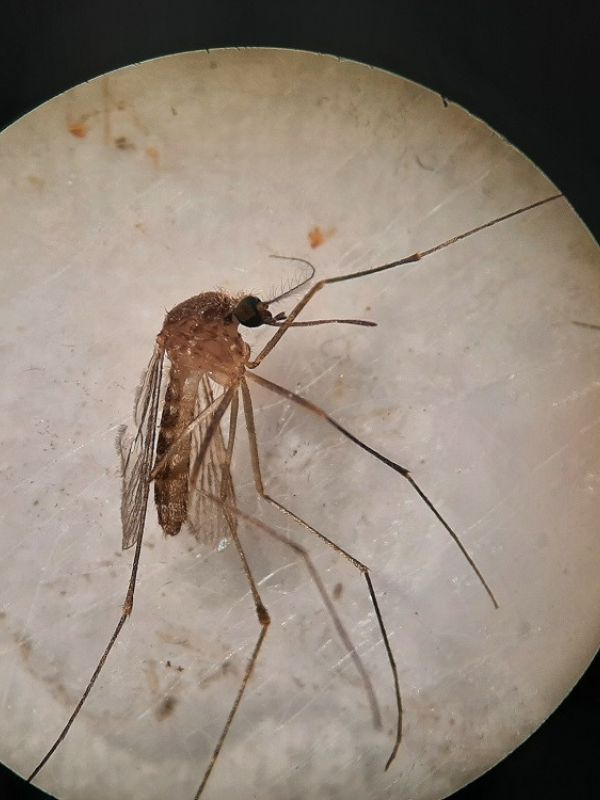 Científicos del CSIC investigan la circulación del virus del Nilo en el Guadalquivir