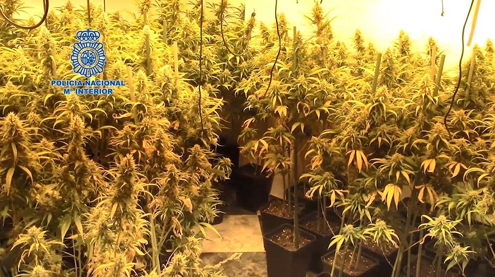 La Policía Nacional recupera una docena de viviendas VPO utilizadas en Vélez-Málaga para el cultivo de marihuana