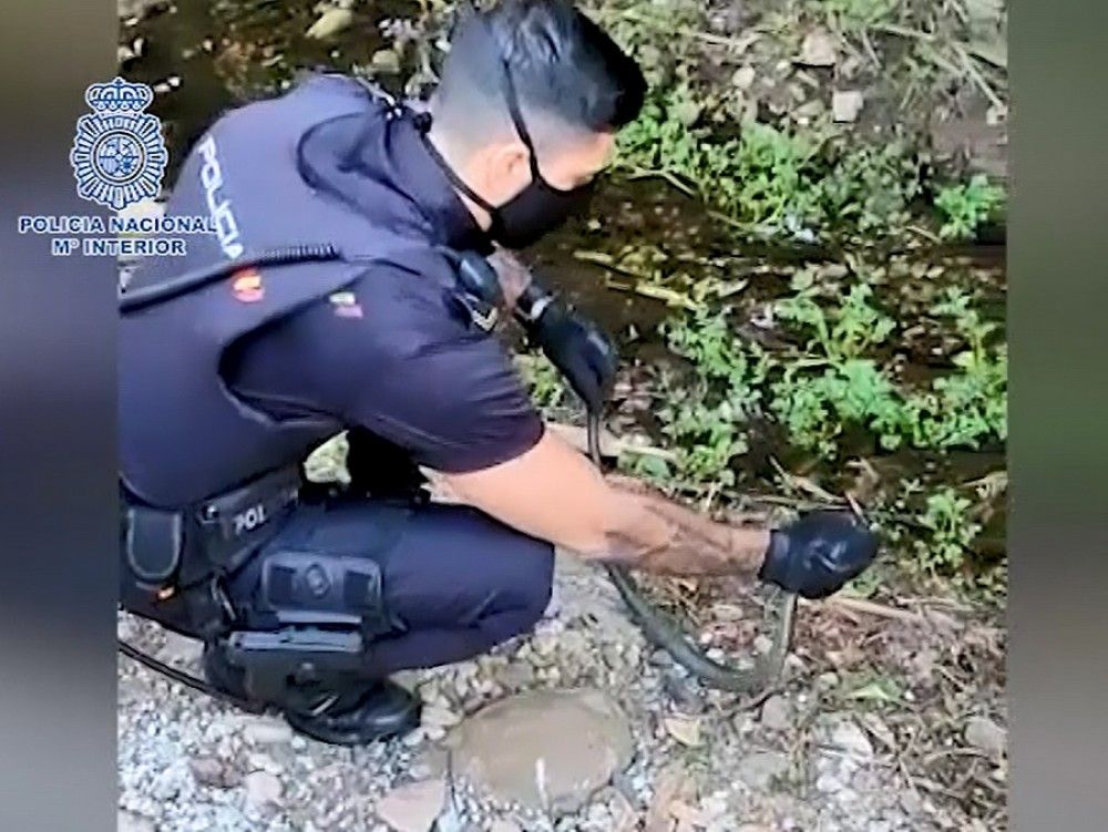 La Policía Nacional rescata una culebra bastarda en una playa de Fuengirola