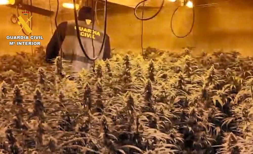 La Guardia Civil desmantela 3 organizaciones dedicadas al cultivo de marihuana en la Axarquía
