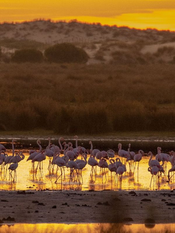 Un equipo científico internacional alerta de la urgencia de conservar los ecosistemas de Doñana frente a la nueva ley de regadíos