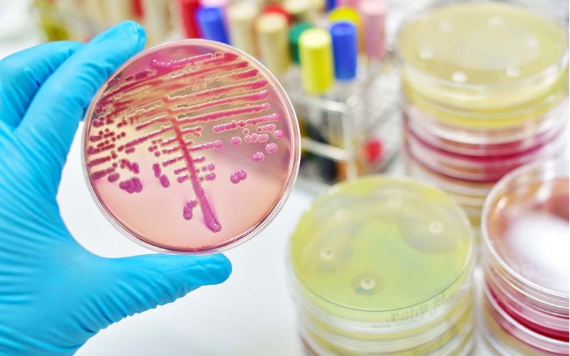 Un estudio aborda la función de las bacterias intestinales para desarrollar nuevos probióticos