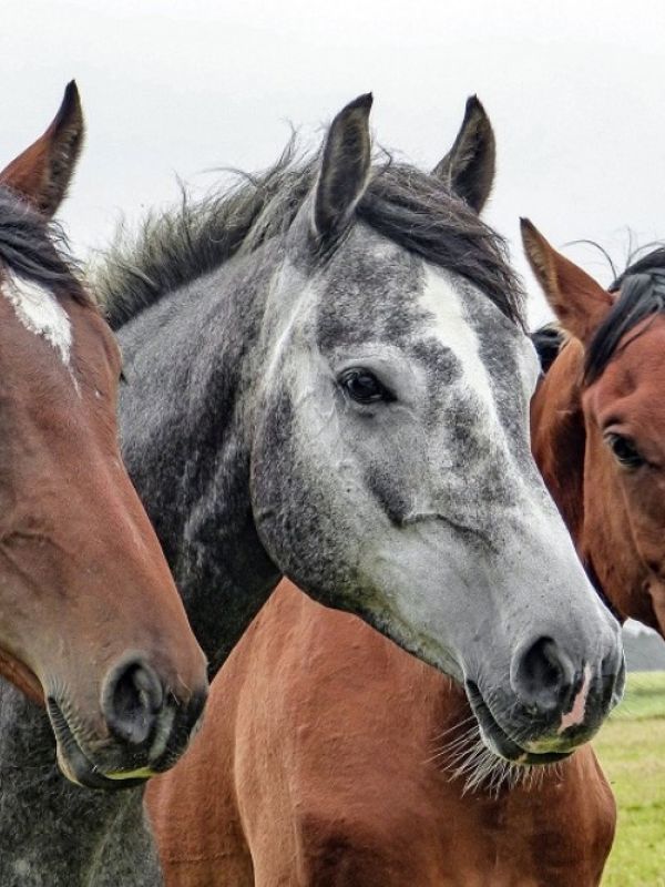 Un estudio genético descarta Anatolia y el sur del Cáucaso como la cuna de los caballos domésticos
