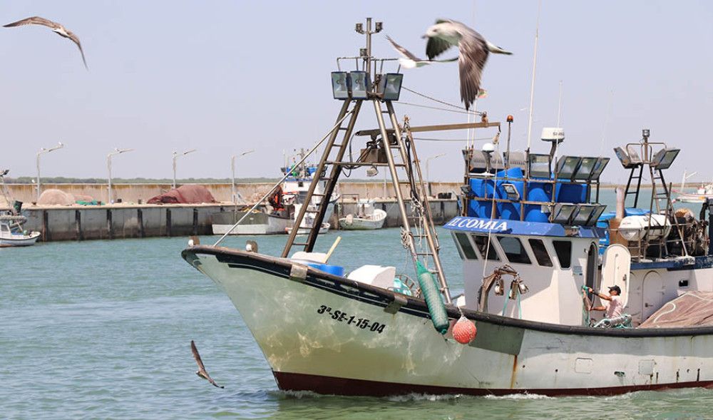 La Junta lanza nuevas ayudas a pescadores de pulpo para compensar los paros biológicos