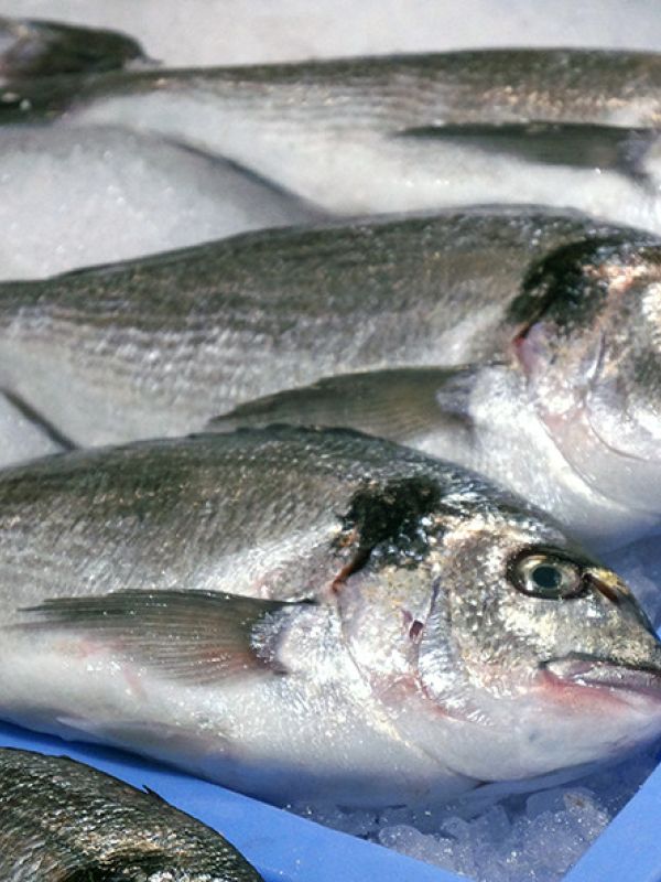 Un proyecto europeo revela el poder de la microbiota intestinal como biomarcador para la selección genética de peces de cultivo