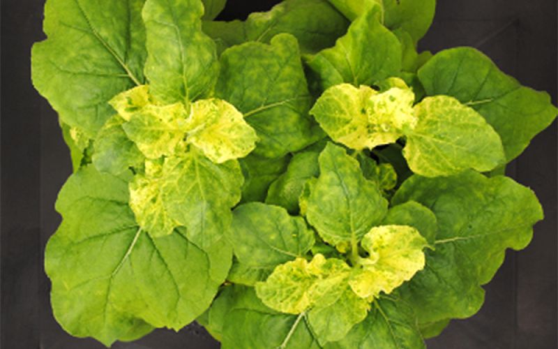 Crean nuevos tratamientos para inactivar genes de plantas de forma selectiva, continuada y no transgénica