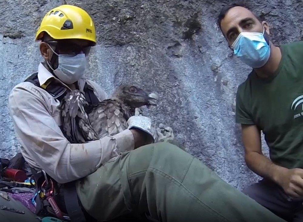 "Savuti" es la única cría de quebrantahuesos nacida en libertad en Andalucía que ha salido adelante este año