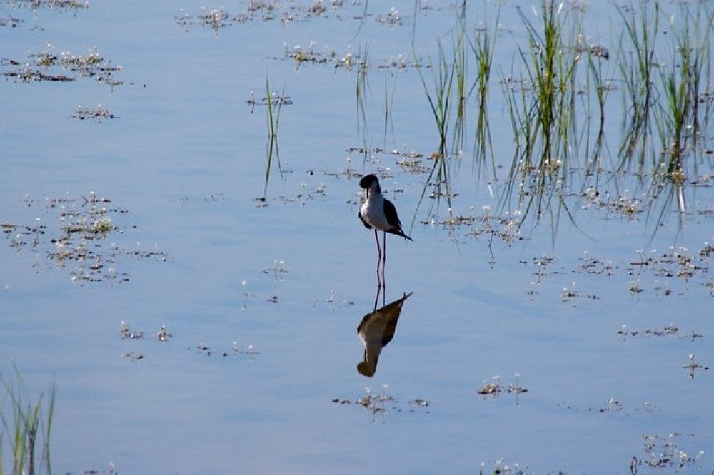 Andalucía supera los 819.200 ejemplares de aves acuáticas invernantes en 233 humedales