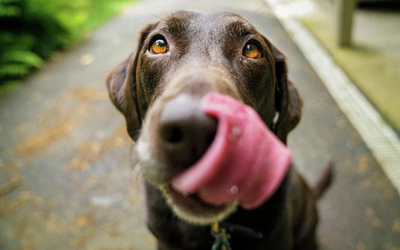 La raza de un perro afecta su sensibilidad al dolor, pero no siempre de la forma esperada