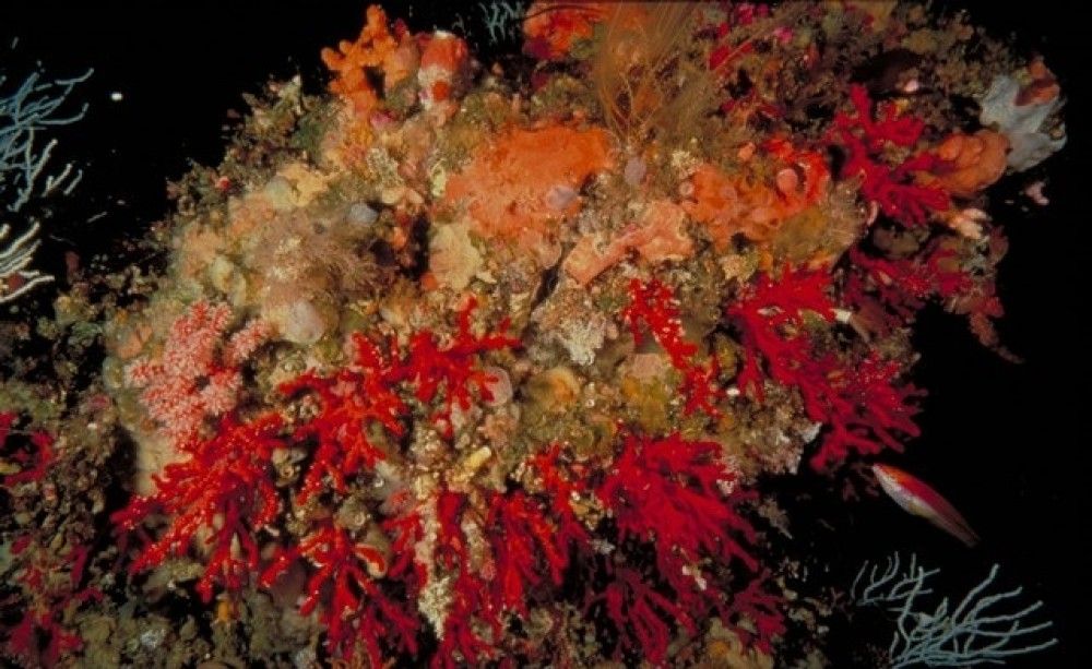 El ministerio establece el procedimiento para controlar la primera venta de coral rojo