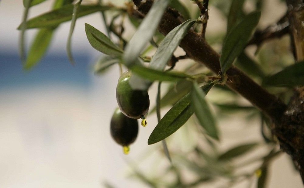 La Junta abona 25,4 millones en ayudas al almacenamiento privado de aceite de oliva