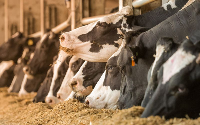 El estudio de la baja fertilidad de un toro lleva al hallazgo de un factor genético clave para la fertilidad masculina