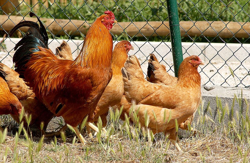 Publicada la nueva normativa para mejorar el bienestar animal en las granjas