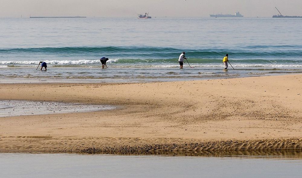 El primer plan andaluz de gestión de la coquina abre nuevas posibilidades a los mariscadores