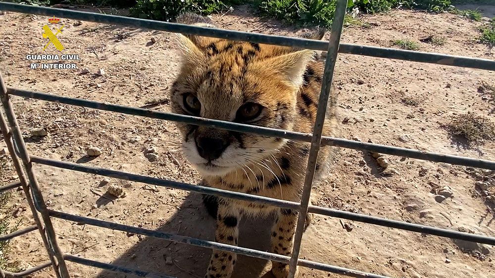 Detenidas 6 personas por el tráfico ilegal de grandes felinos entre España y Francia