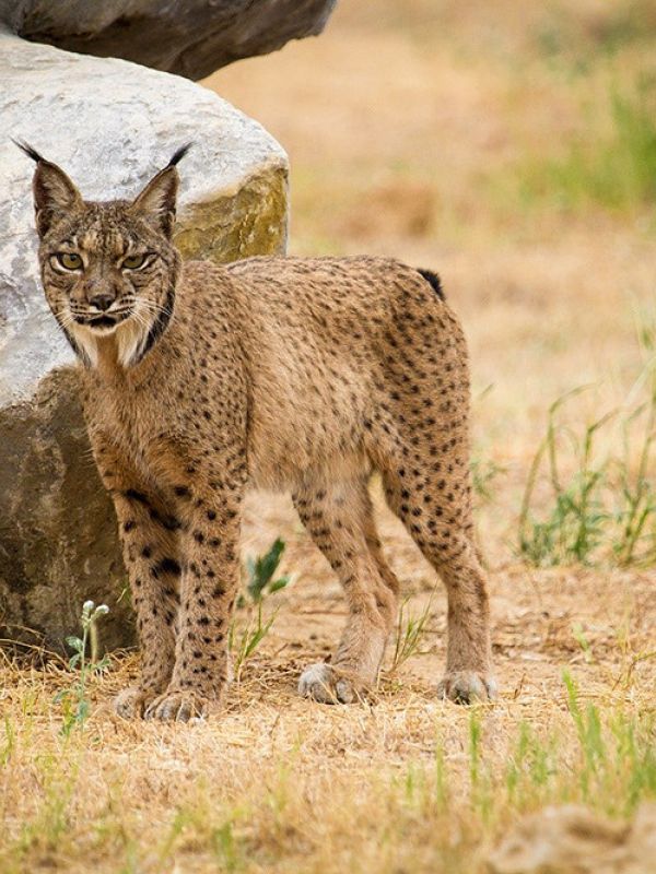 La población de lince ibérico aún no es viable a largo plazo