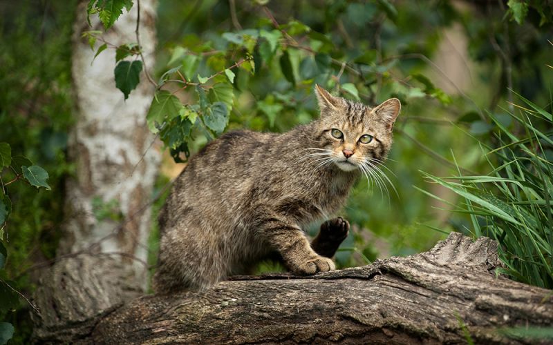 Gatos asilvestrados, una amenaza para la conservación de la fauna canaria