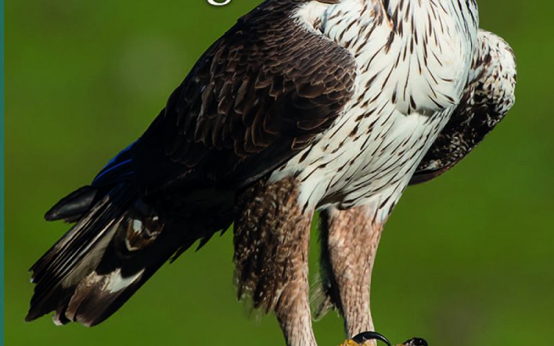 La Diputación edita un libro sobre las 32 especies de aves rapaces que se pueden avistar en la provincia de Málaga