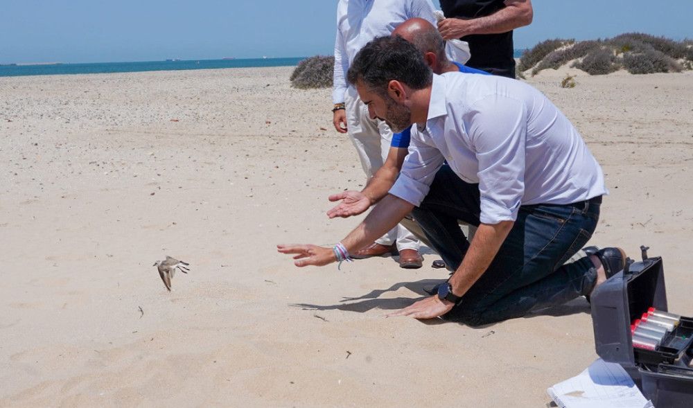 Junta, Universidad y entidades colaboran para salvaguardar dos aves protegidas en Cádiz