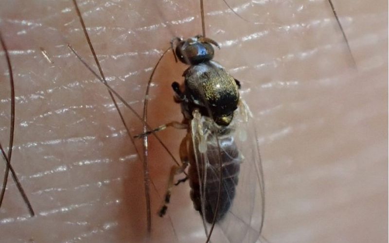 Hallada en España una especie nueva de mosca negra en Europa