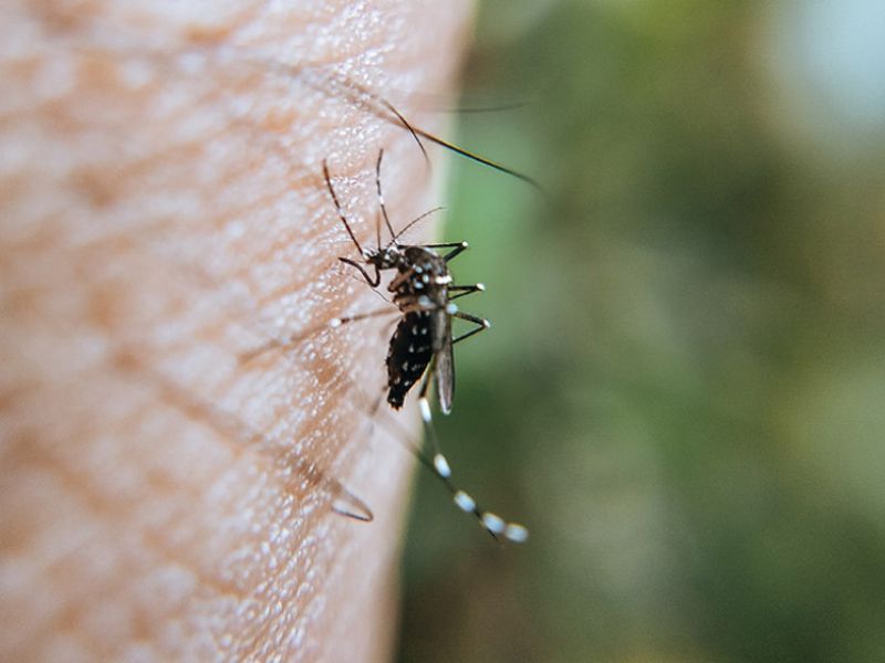 La Junta pone en marcha un sistema de vigilancia para identificar la circulación del Virus del Nilo
