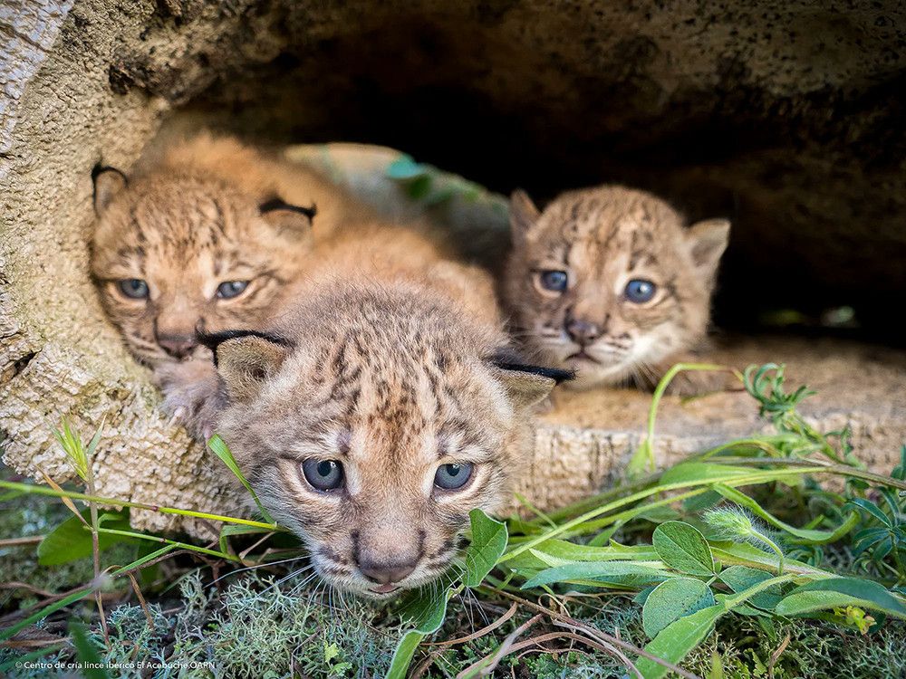 La población de lince ibérico en libertad supera por primera vez el centenar de ejemplares en un año