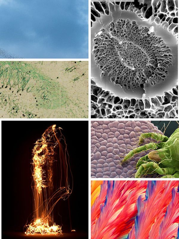 FOTCIENCIA da a conocer las mejores imágenes científicas de 2022