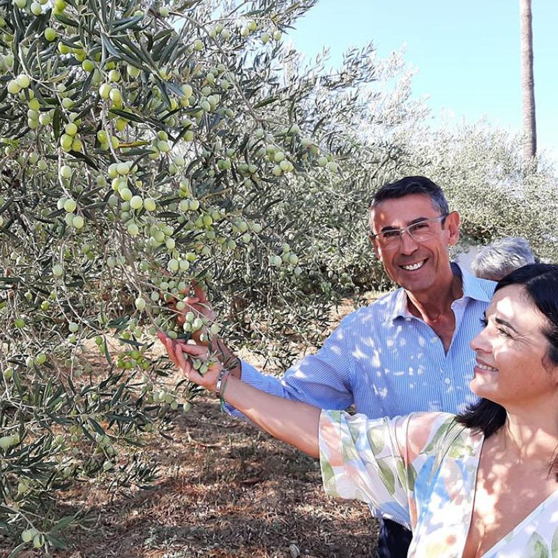 El delegado de Agricultura participa en el inicio de la campaña de verdeo de la Aceituna Aloreña de Málaga