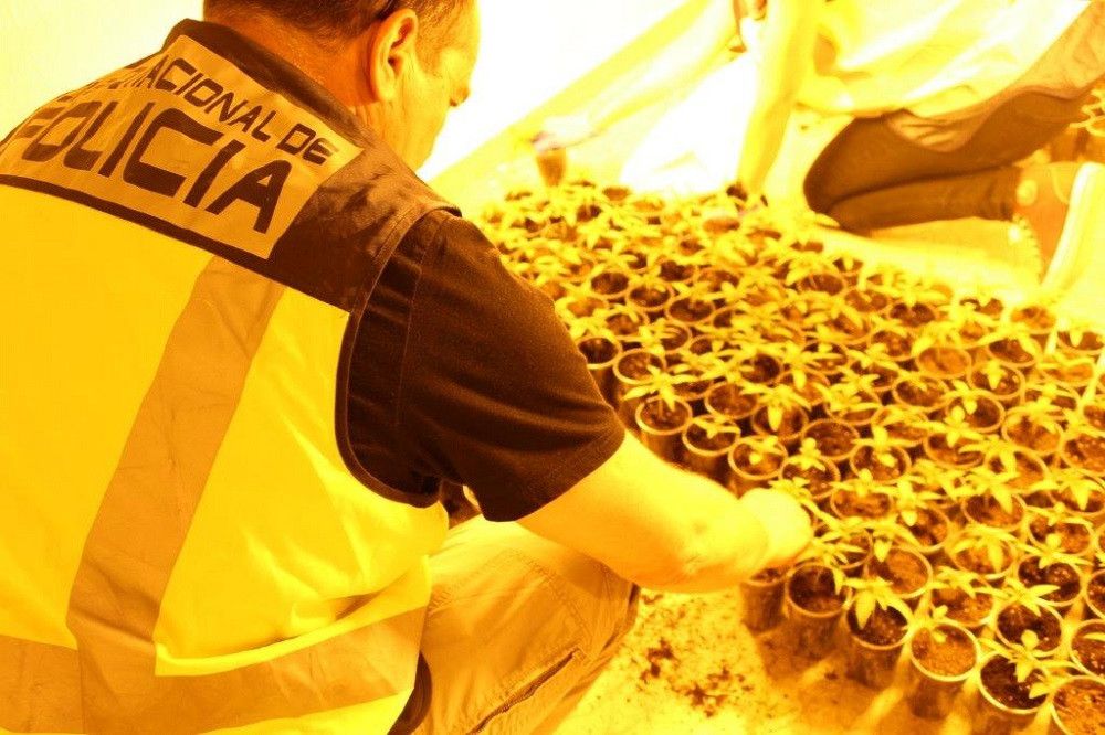 Las Fuerzas de Seguridad practicaron 24.114 detenciones en 2020 relacionadas con el tráfico de drogas
