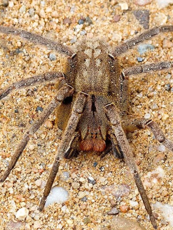 El veneno de araña que provoca necrosis peneana podría funcionar como alternativa a la viagra