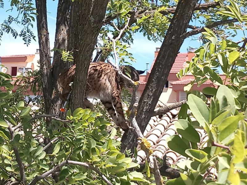 Sotillo, el lince rescatado en Úbeda, establece la conexión entre Granada y Jaén