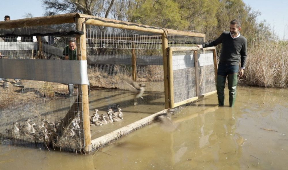 Suelta en Doñana de 30 ejemplares de la especie de pato más amenazada de Europa