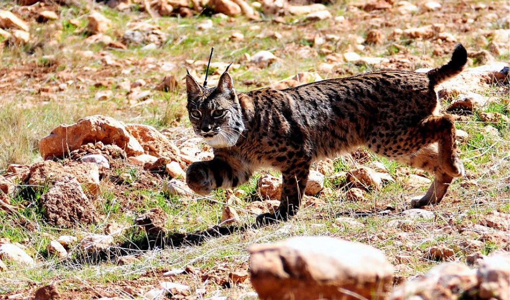 Concluye la primera fase de reintroducción del lince en Sierra Arana con la suelta de tres ejemplares