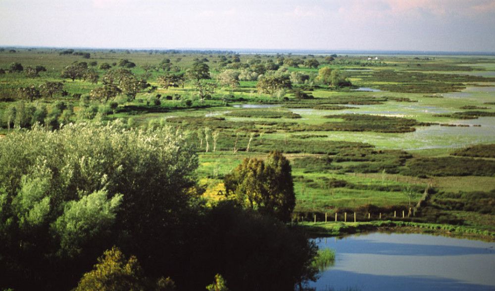 El Gobierno andaluz destina 6,6 millones a mejorar hábitats del Espacio Natural de Doñana